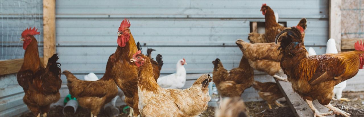 Gallinas de corral