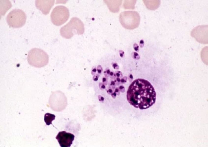 Fase intracelular del parásito Leishmania spp. en las células de la médula ósea de un perro. / CIB