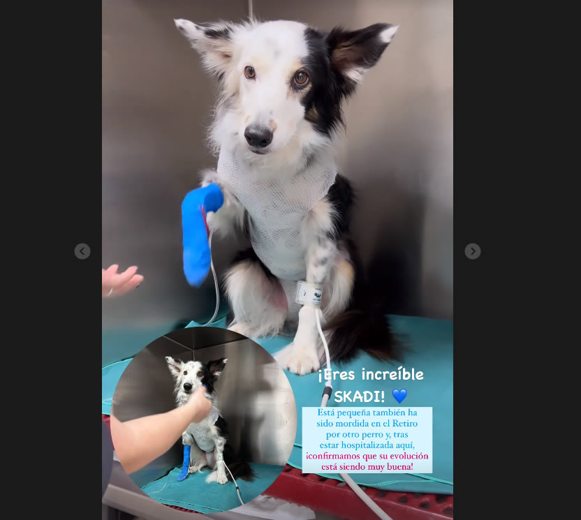 Historia en redes de Hospital Veterinario Retiro