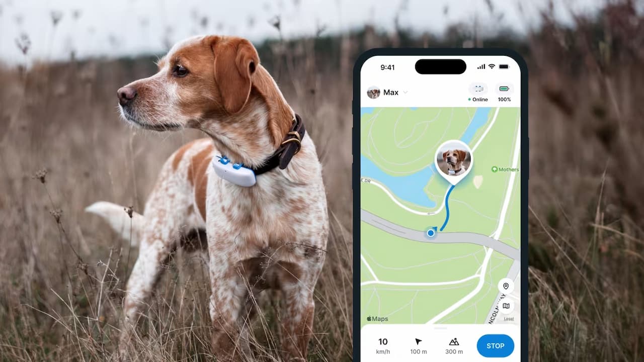 Perro con el GPS de Tractive